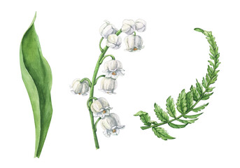 Watercolor set illustration of fern and wild aegopodium white flowers. Isolated image on white background © ogurechka