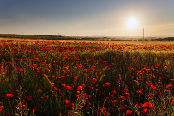 Amapolas entre el trigo al amanecer en Pinto. Madrid. España. Europa.