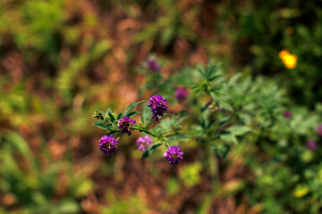 Vegetation in the countryside