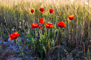 Fototapeta premium Amapolas entre el trigo en Pinto. Madrid. España. Europa.