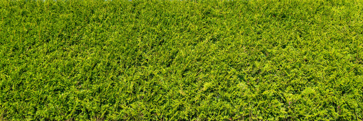 Green thuja hedgerow close up photo. Background wallpaper texture. Closeup of green leaves of Thuja...