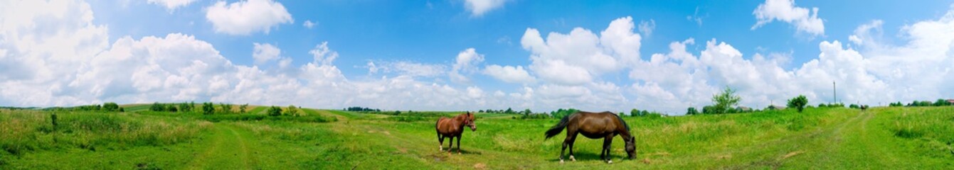 panorama with horses in the field, herd of horses grazing in the meadow in summer and spring,...