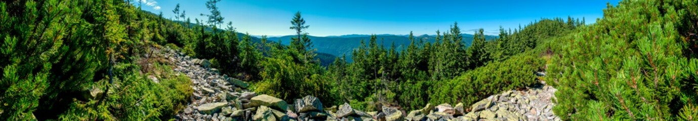 Beauitful green forest photo. Pine trees and a path in the forest. Summer mountain background. Rila mountain, Bulgaria