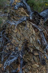 gray blue twisting tangled roots of old dead tree with brown stones in them against background of green grass