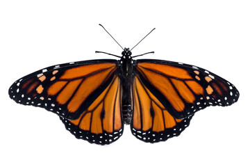 Fototapeta na wymiar Monarch butterfly (Danaus plexippus) isolation on white background