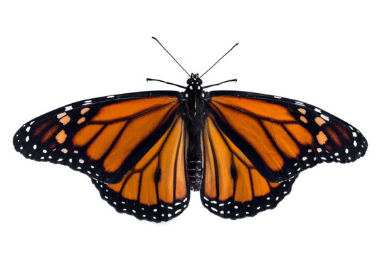 Monarch butterfly (Danaus plexippus) isolation on white background
