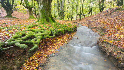 Zeanuri, Bizkaia/Basque Country; Oct. 28, 2012. Beech (Fagus sylvatica) forest with a stream in Otzarreta (Natural Park of Gorbea). Forest known for its shallow roots.