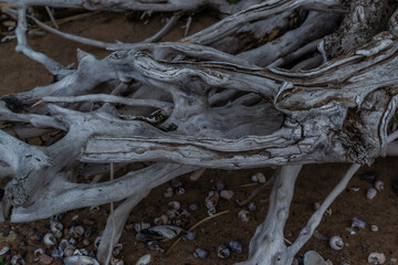 white gray dry twisting patterned tangled roots of old dead tree on background of brown sand with shells and pebbles, cloudy