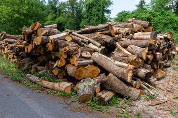 wood logs stacked along a mountain road