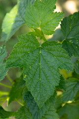 Green blackcurrant leaves grow in the garden.