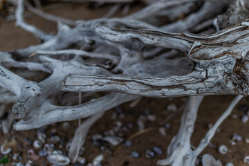 white gray dry twisting tangled roots of old dead tree on background of sand earth with shells and pebbles