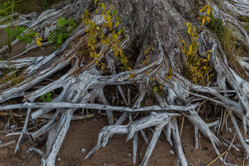 gray white dry patterned twisting tangled roots of old dead tree with yellow green grass on brown sand