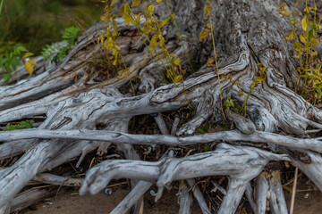white gray dry patterned twisting tangled roots of old dead tree with yellow green grass on brown sand