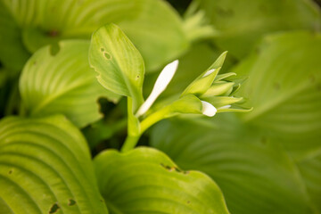 Hosta blossoming with white flower in the garden