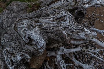 white gray dry twisting tangled roots of old dead tree on background of brown sand earth