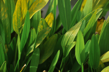 Full frame background texture of  natural green leaves in the garden of Wat Arun temple in Bangkok Thailand 