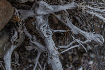 white gray dry tangled twisting roots of old dead tree on background of sand earth with shells and pebbles