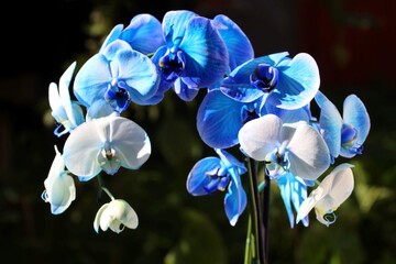 Fototapeta na wymiar Piękna niebieska orchidea