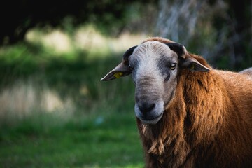 portrait of a goat