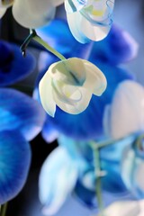 Piękna niebieska orchidea