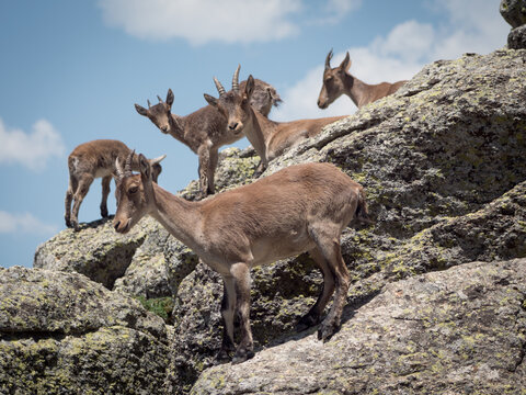 P.N. de Guadarrama, Madrid, Spain. Female goats with their bucklings or doelings.