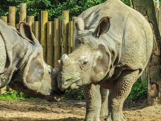 2 Rhinos Touching Noses