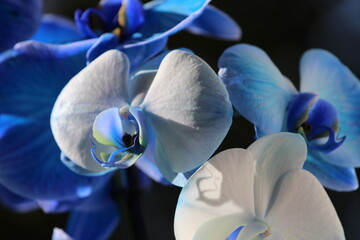 Piękna niebieska orchidea © Anastasiia