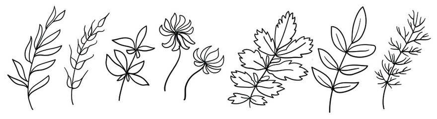 Set of handmade floral elements, plants and flowers. Sketchy design elements.  Line art, continuous line,  elegant outline. Hand drawn trendy illustrations. Isolated branches on a white
