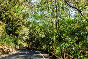 Fototapeta premium curval road under the tree