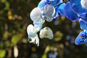 Piękna niebieska orchidea