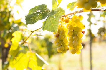 Ripe white grapes on vine. Grapes in the vineyard at harvest time. Reife weiße Weintrauben auf Weinstock. Trauben im Weingarten zur Erntezeit.
