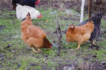 Hens feeding with corns in the poultry yard