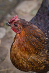 brown hen in the chicken coop