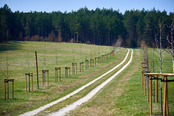 Fototapeta na wymiar country road leading into the forest
