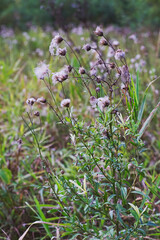 Thistle in the field in autumn.