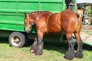 A Brabant draft horse rubbing its head against a wagon