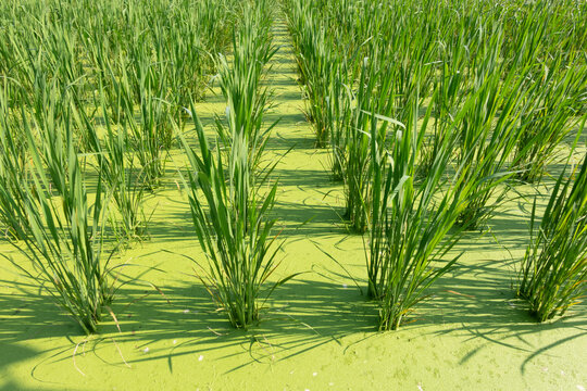 water bamboo farm