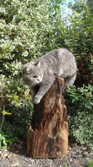 Obraz premium british shorthair cats