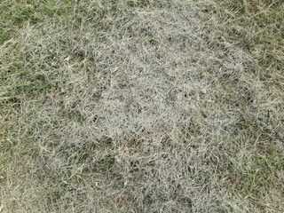 CUT GRASS TEXTURE 02