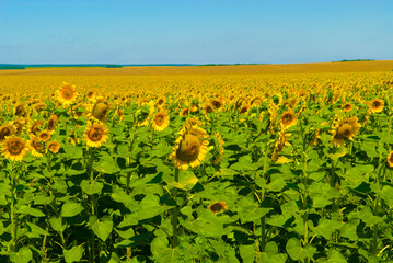 Fototapeta na wymiar Summer Field with Sunflowers