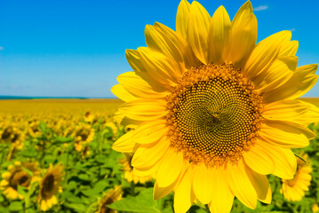 Fototapeta premium Summer Field with Sunflowers