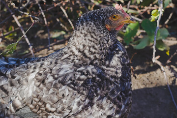Speckled hen on the farm.