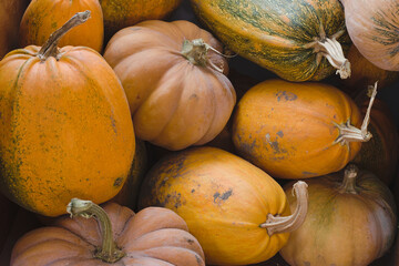 Lots of pumpkins from the autumn harvest.