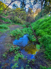 Fototapeta premium Boggy Creek vert