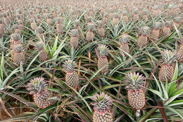 landscape of pineapple farm