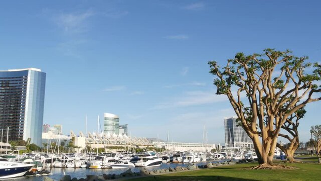 Embarcadero marina park, big coral trees near USS Midway and Convention Center, Seaport Village, San Diego, California USA. Luxury yachts and hotels, metropolis urban skyline and highrise skyscrapers.