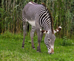 Fototapeta na wymiar Young Zebra Grazing
