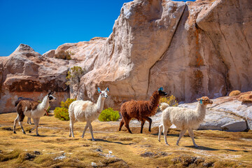 Domestic llamas grazing on the altiplano in Bolivia