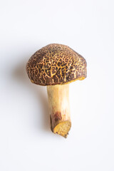 One jersey cow mushroom on a white background close-up. View from above. Vertical orientation. High quality photo.
