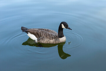 Fototapeta premium A beautiful duck with black and gray plumage is swimming in the blue lake.